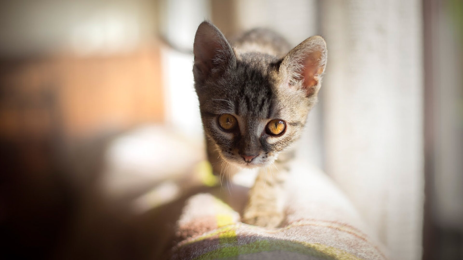 关键战役:季后赛中的最激烈角逐,关键之战